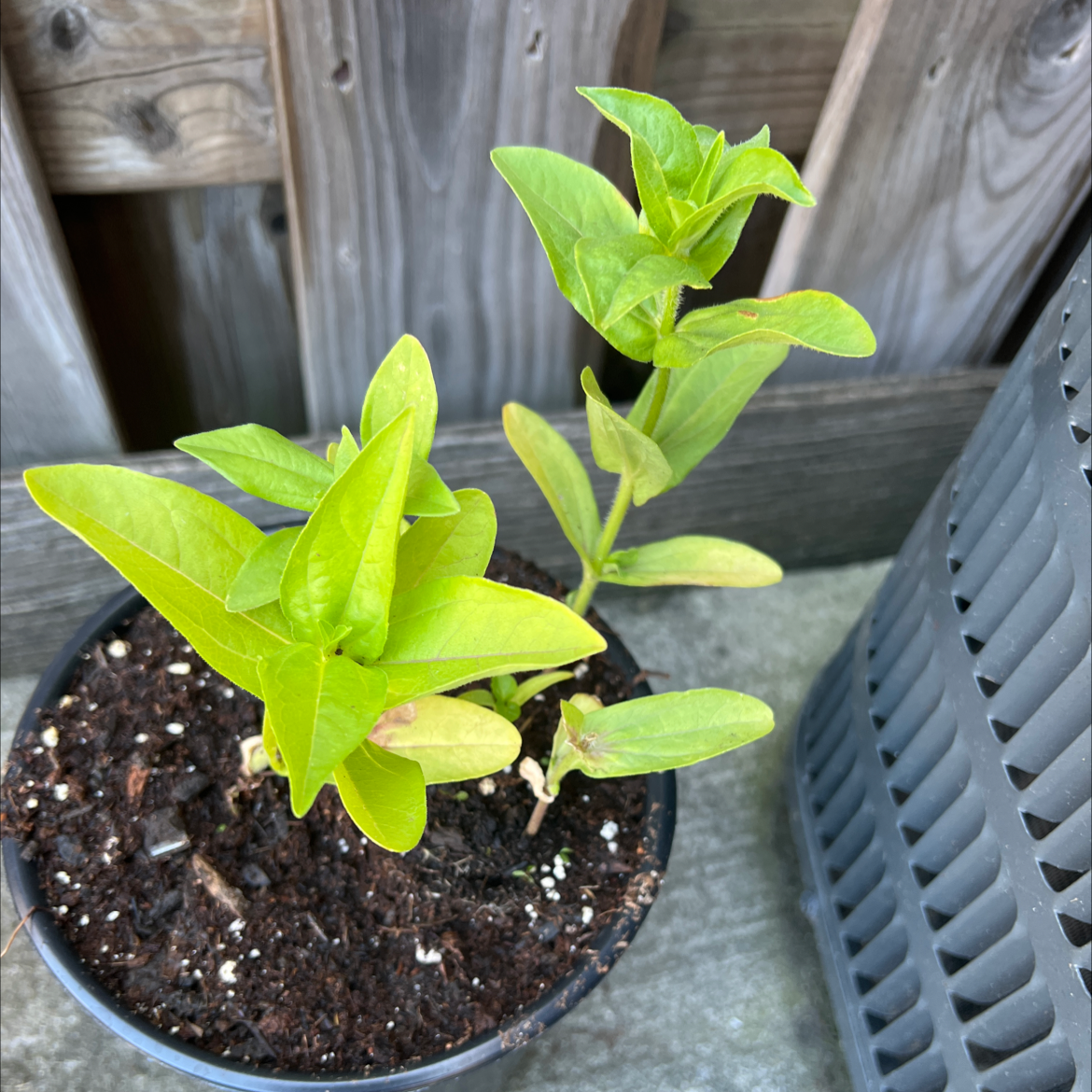 Potted Common Zinnia plant with green leaves, soil visible.