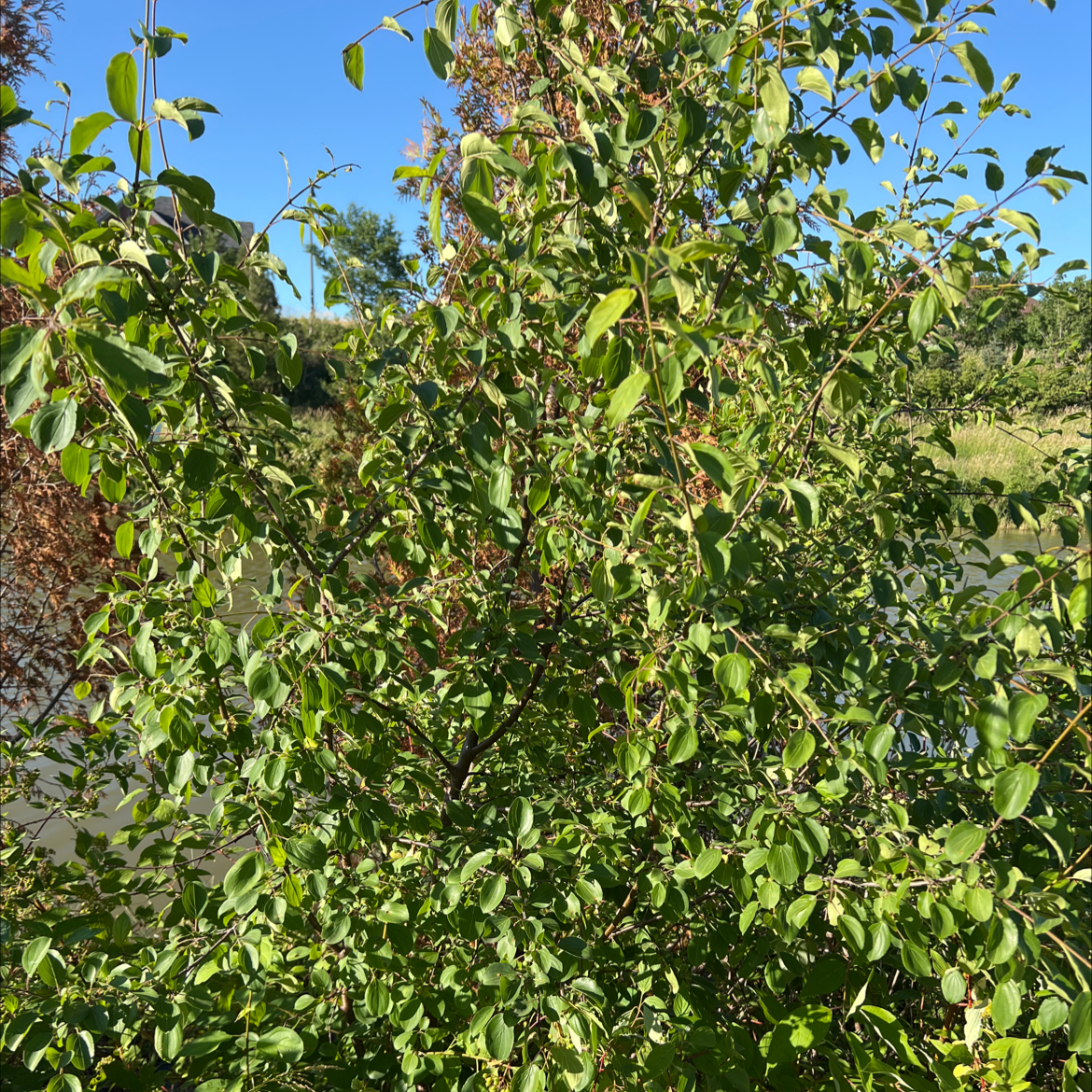 Photo of the plant species Jeruselem Thorn by Vishal named Your plant on Greg, the plant care app