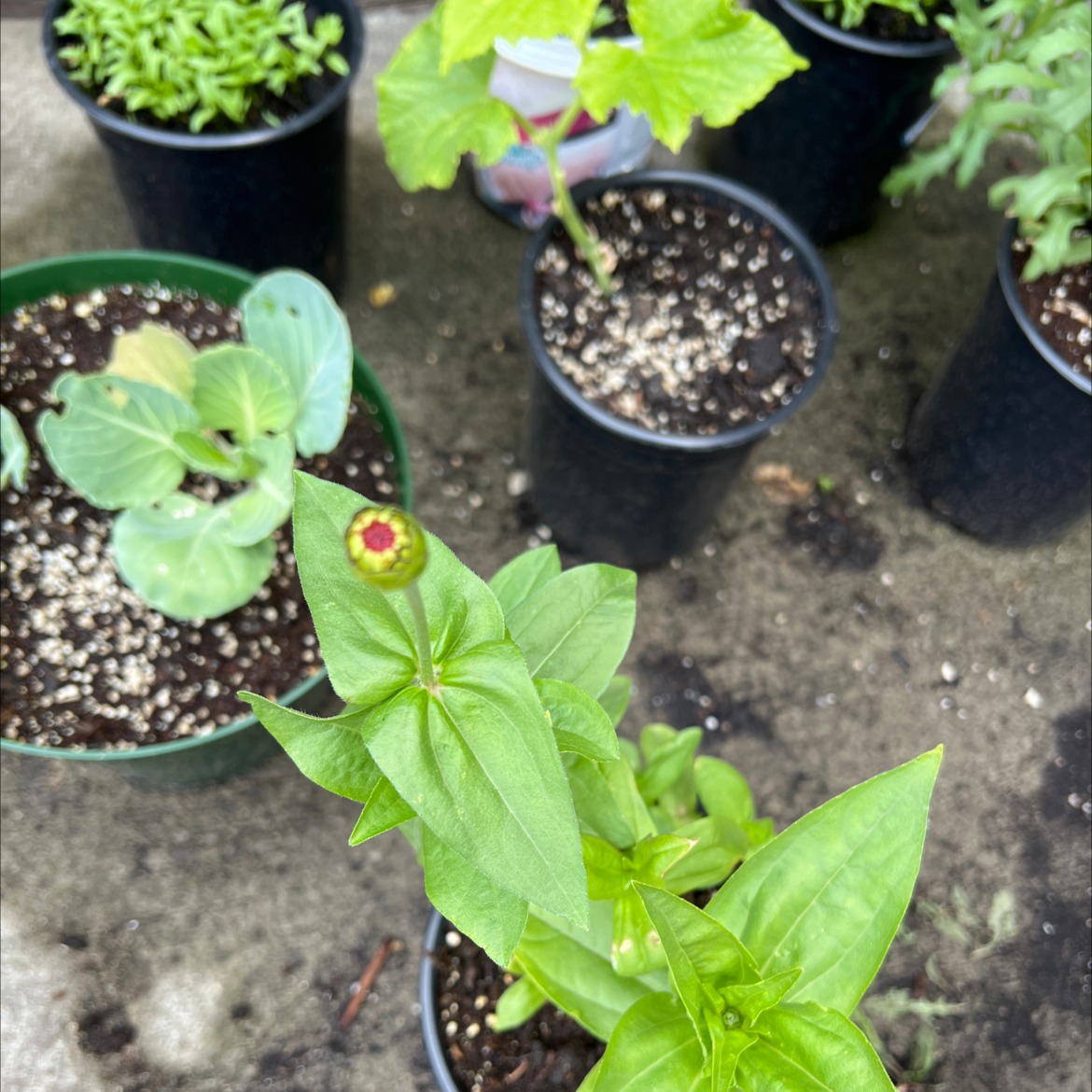 Common Zinnia plant in a pot with visible soil, surrounded by other potted plants.