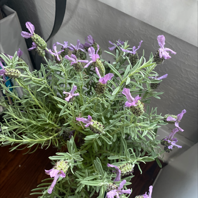 Photo of the plant species Lavender by @mewing1 named Your plant on Greg, the plant care app