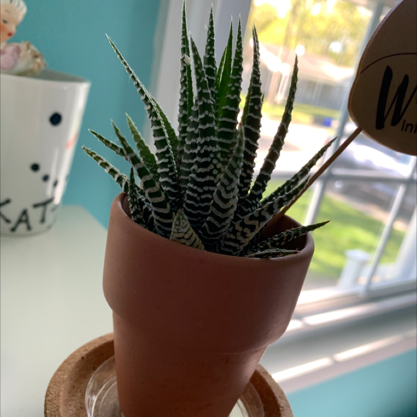 Zebra Plant plant photo by @duplikated named Natasha on Greg, the plant care app.