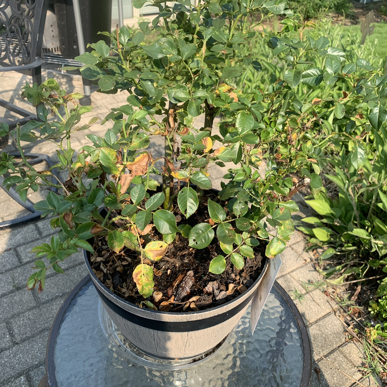 Photo of the plant species My Mum Rose by @Momof2greatcats named Mothers Day Rose 2021 on Greg, the plant care app