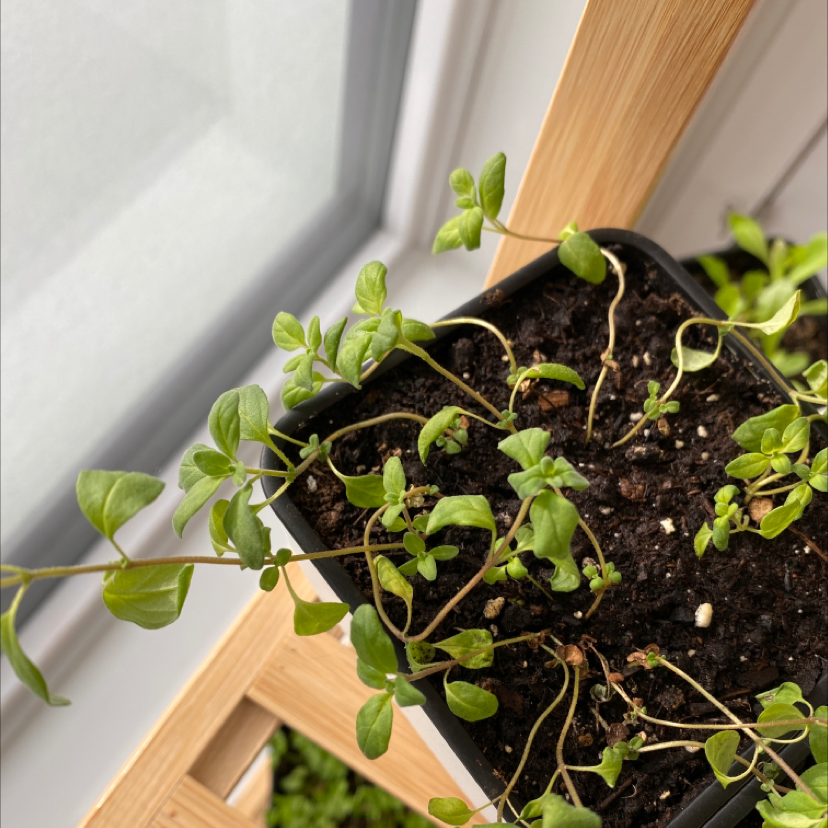 Potted Marjoram plant with green leaves near a window.