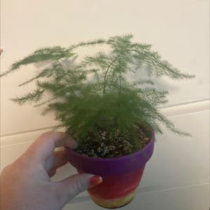 Asparagus Fern plant photo by Isabella named Happy on Greg, the plant care app.