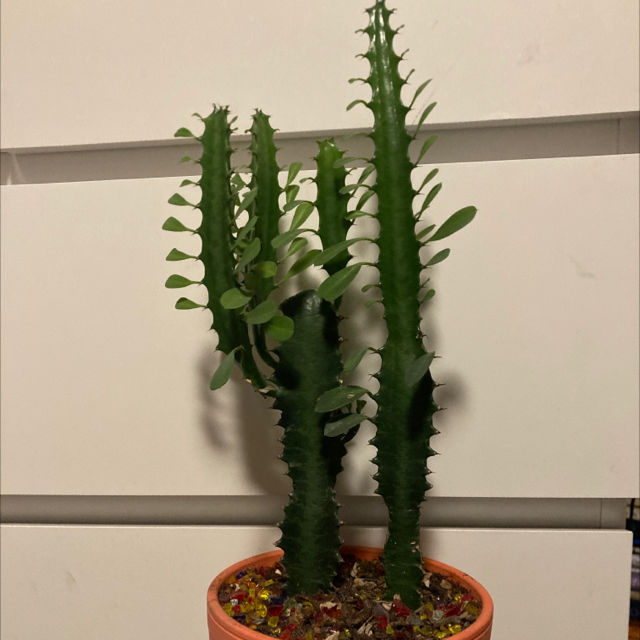 African Milk Tree plant photo by Isabella named Hannibal & Hyde on Greg, the plant care app.