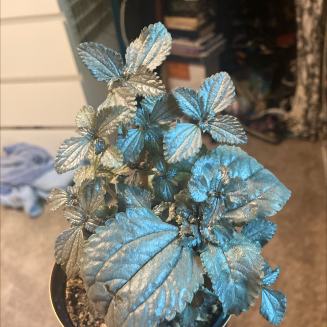 Aluminum Plant plant photo by Isabella named Silver on Greg, the plant care app.