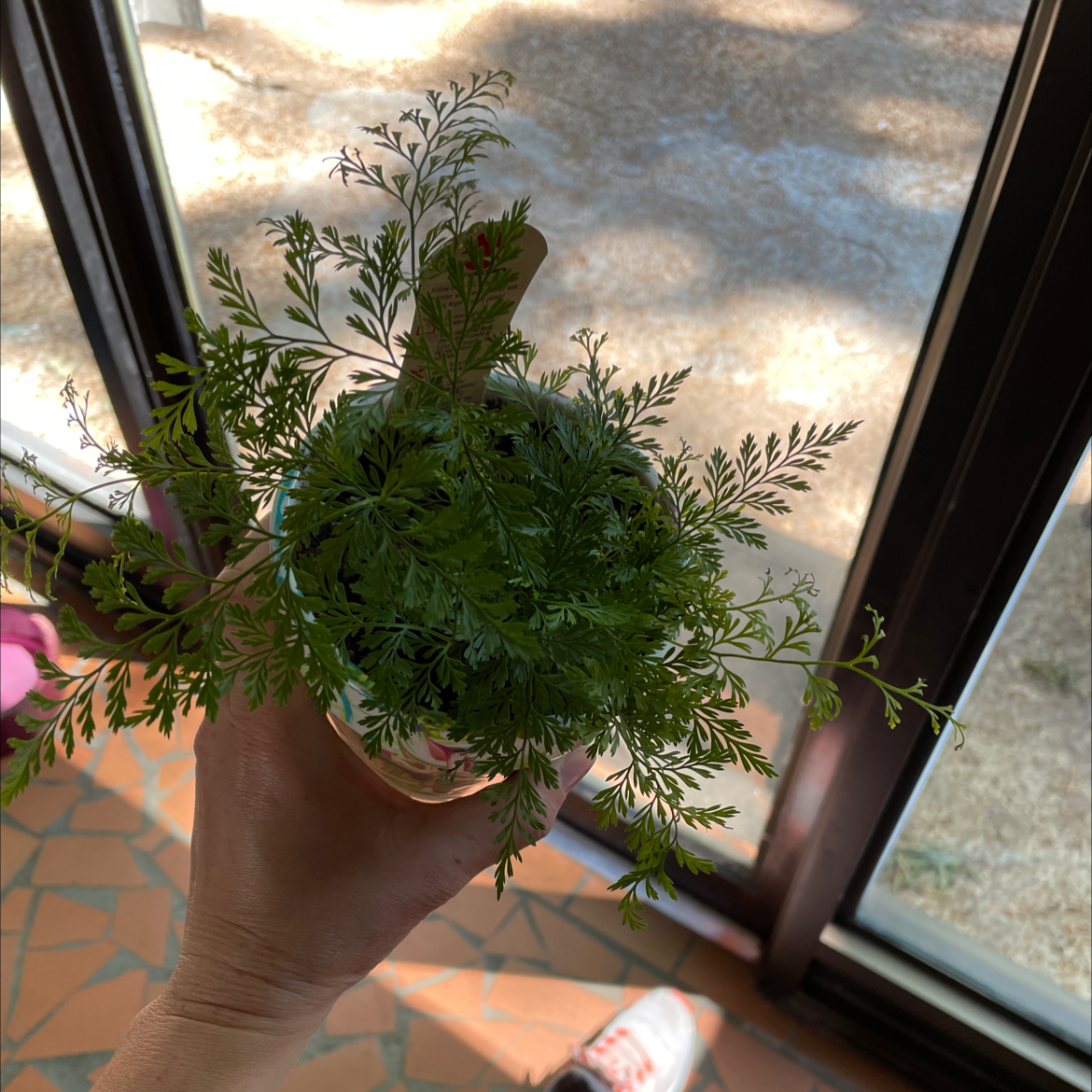 Photo of the plant species Sweet Sagewort by Lana named Ferdinand ￼ on Greg, the plant care app