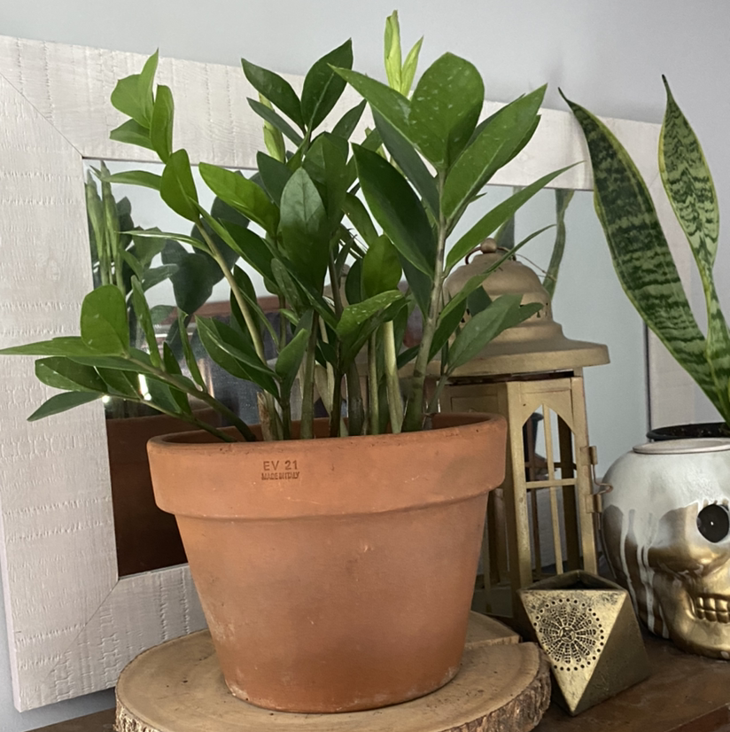 Zamioculcas Zamiifolia plant photo by @Foxybadg3r named Easy ZeeZee on Greg, the plant care app.