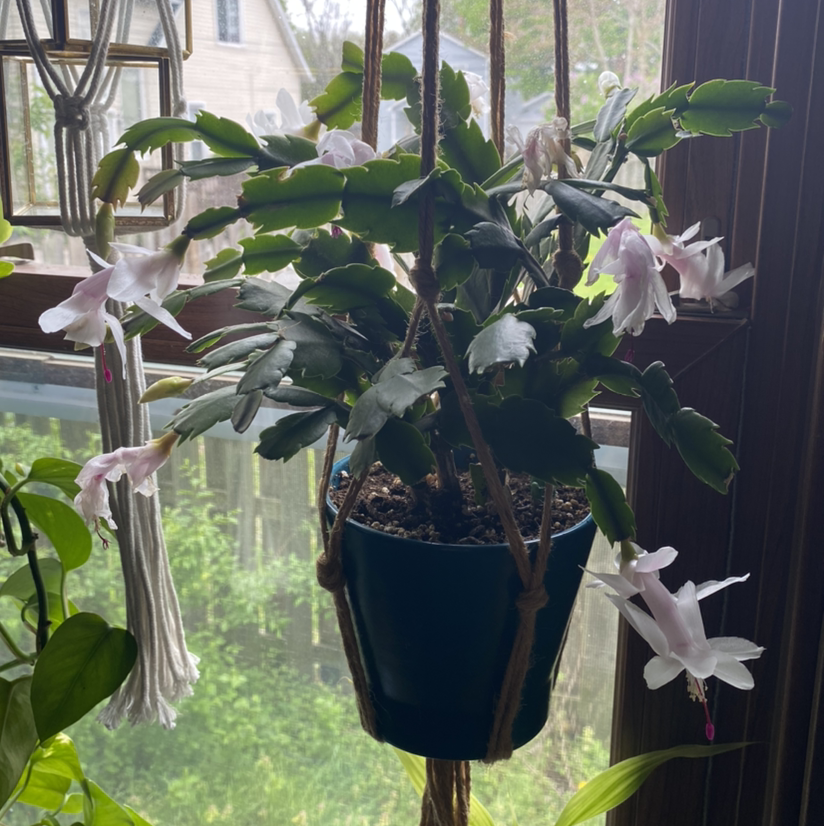 False Christmas Cactus plant photo by @Foxybadg3r named Del Griffith on Greg, the plant care app.