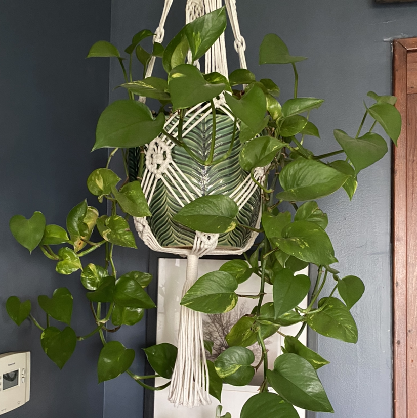 Taro Vine plant photo by @Foxybadg3r named Ethos on Greg, the plant care app.