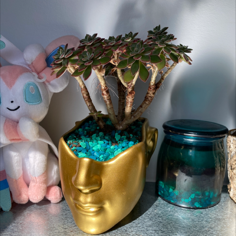 Woolly Rose plant with green leaves and reddish edges, placed on a surface with objects around.