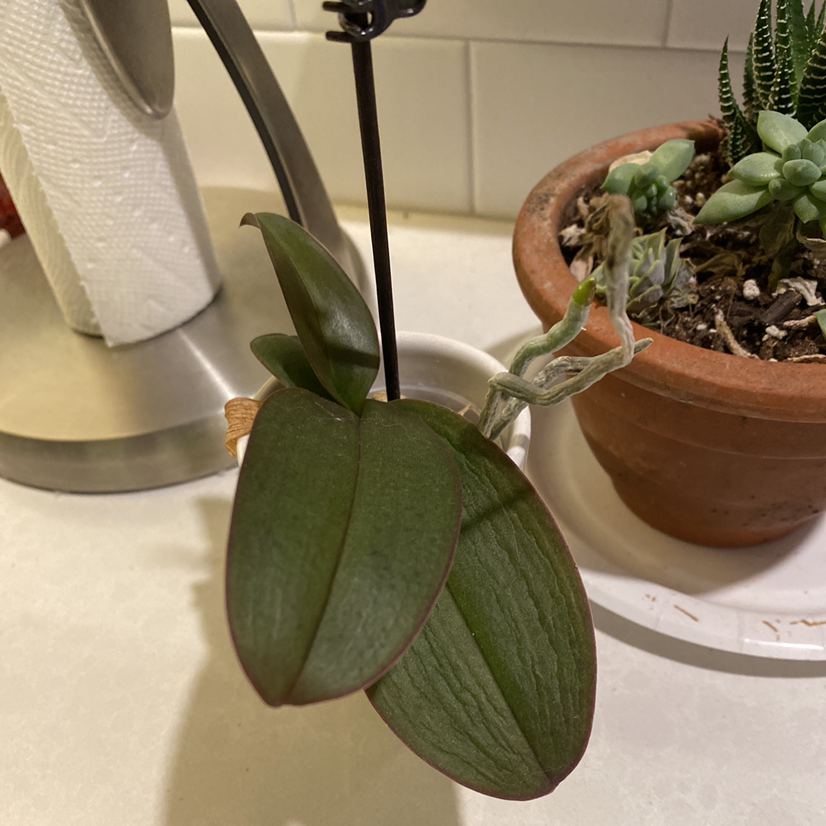Mini Phalaenopsis Orchid with green leaves in a pot on a white surface.