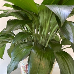 Amazon Lily plant