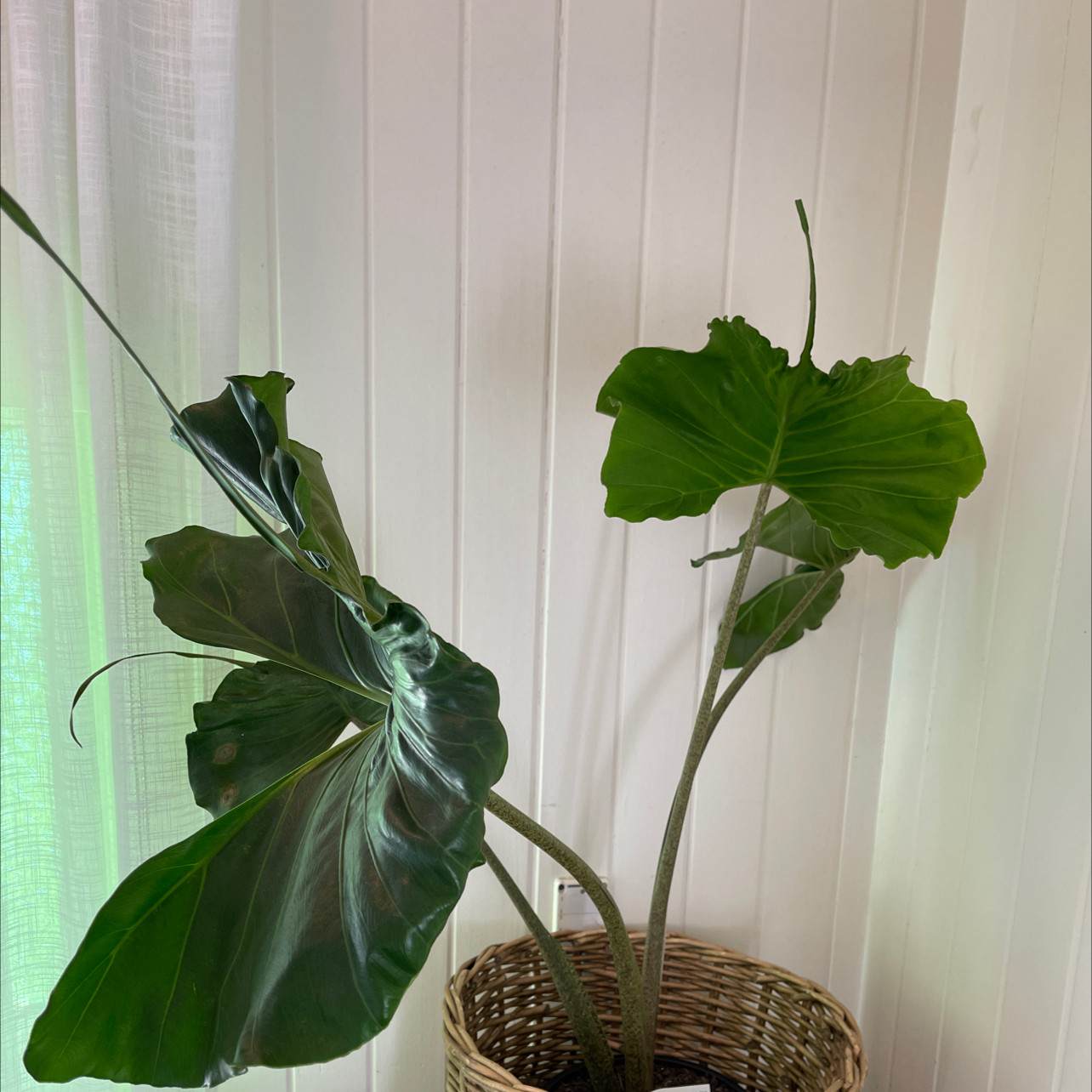Stingray Elephant Ear plant in a woven basket with large, glossy green leaves against a white paneled wall.
