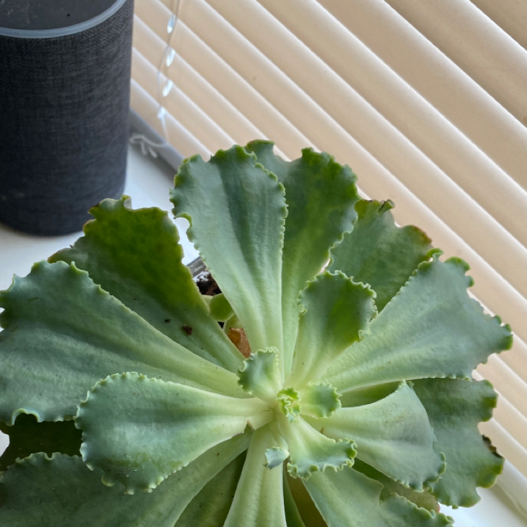Healthy Cliff Maids succulent with broad, green leaves and ruffled edges.