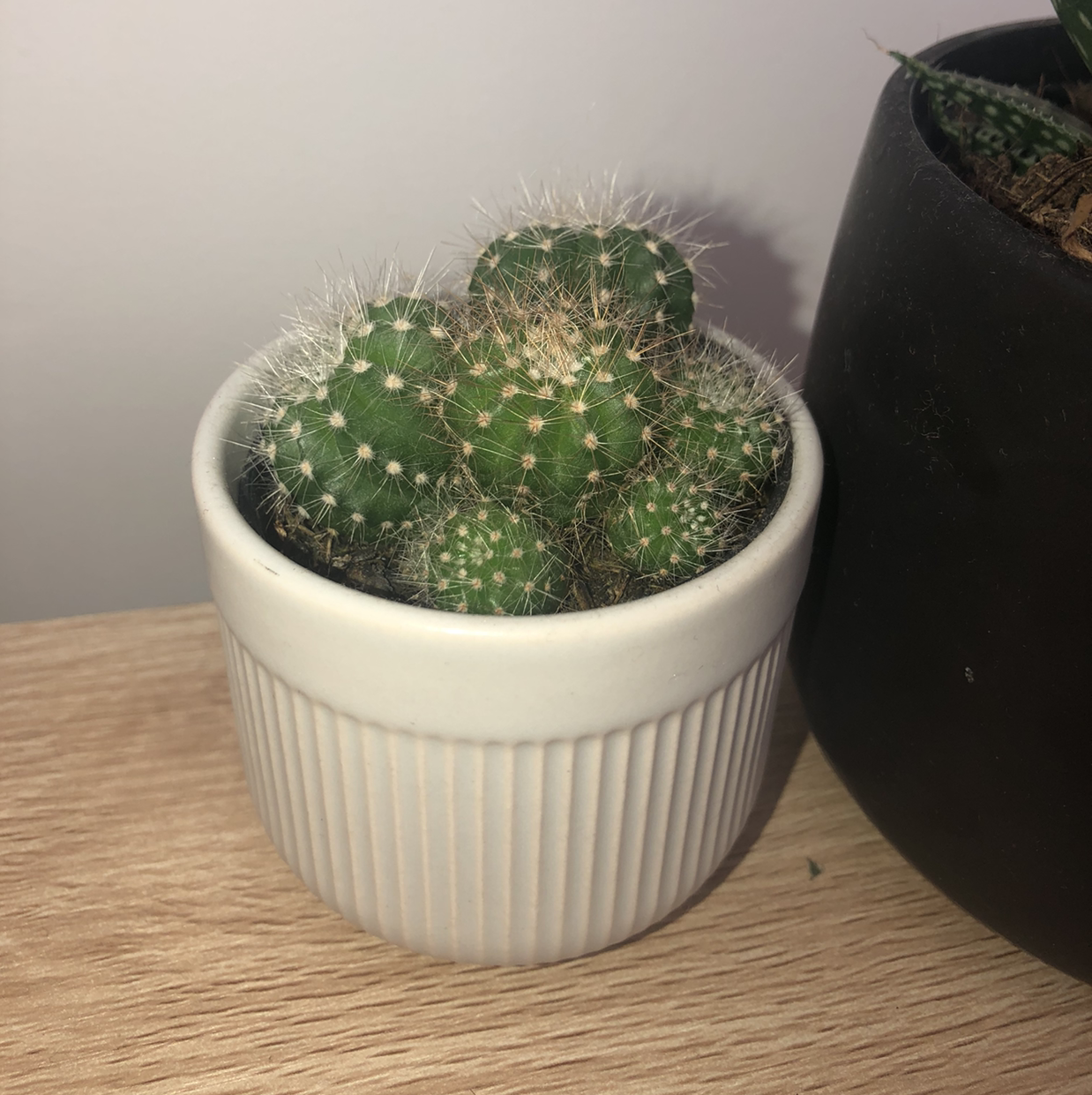 Thimble Cactus in a white pot, healthy and well-framed.