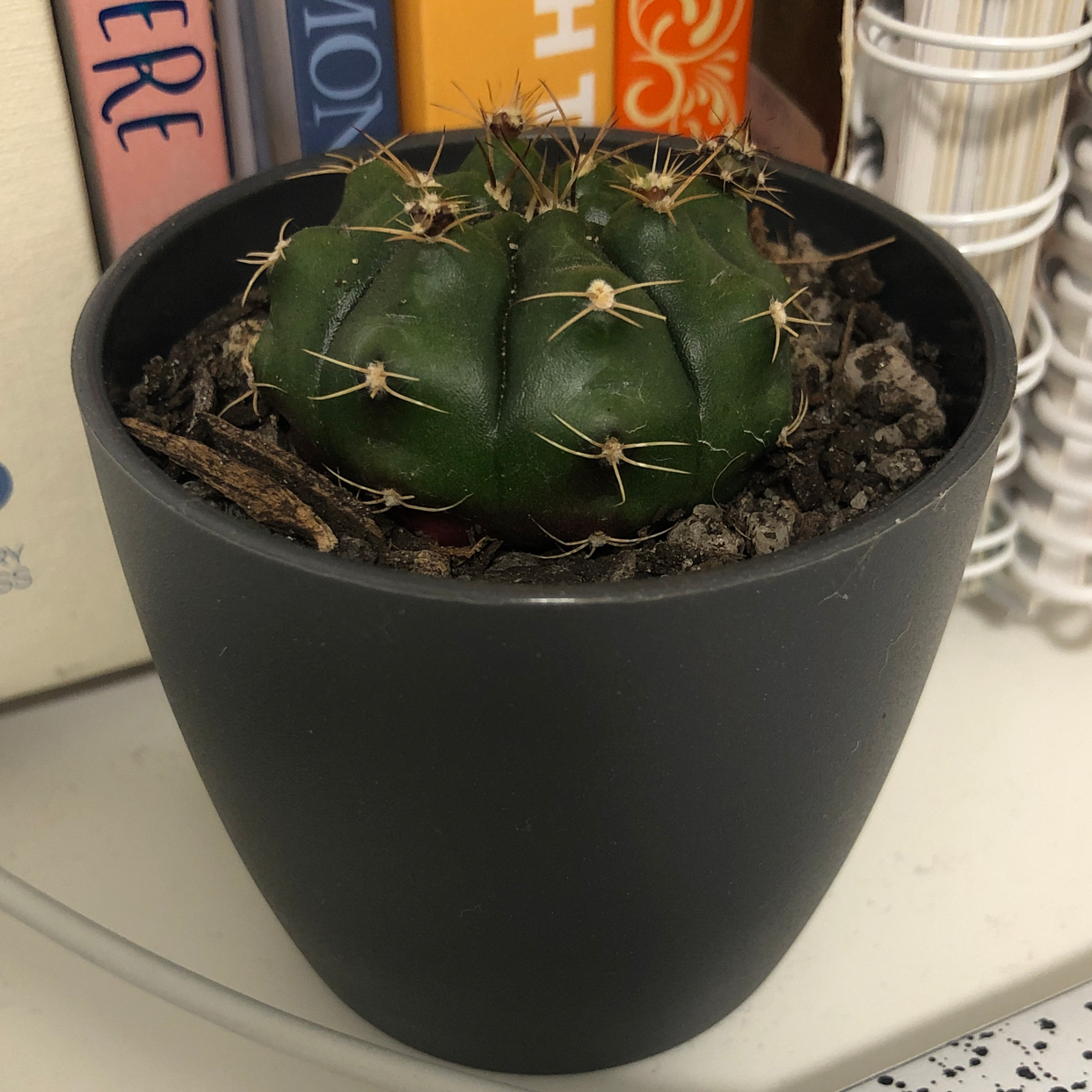 Miniature Barrel Cactus in a black pot with visible soil, appears healthy.