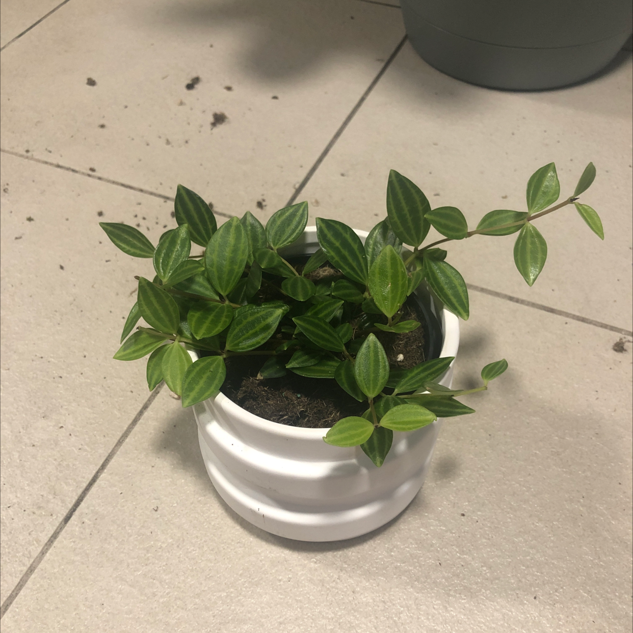 Healthy Rana Verde Peperomia plant in a white pot with vibrant green leaves.