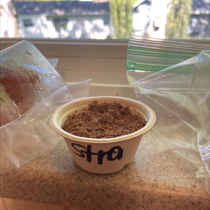 Small container labeled 'stra' with soil inside, likely for growing a strawberry plant, placed on a windowsill.