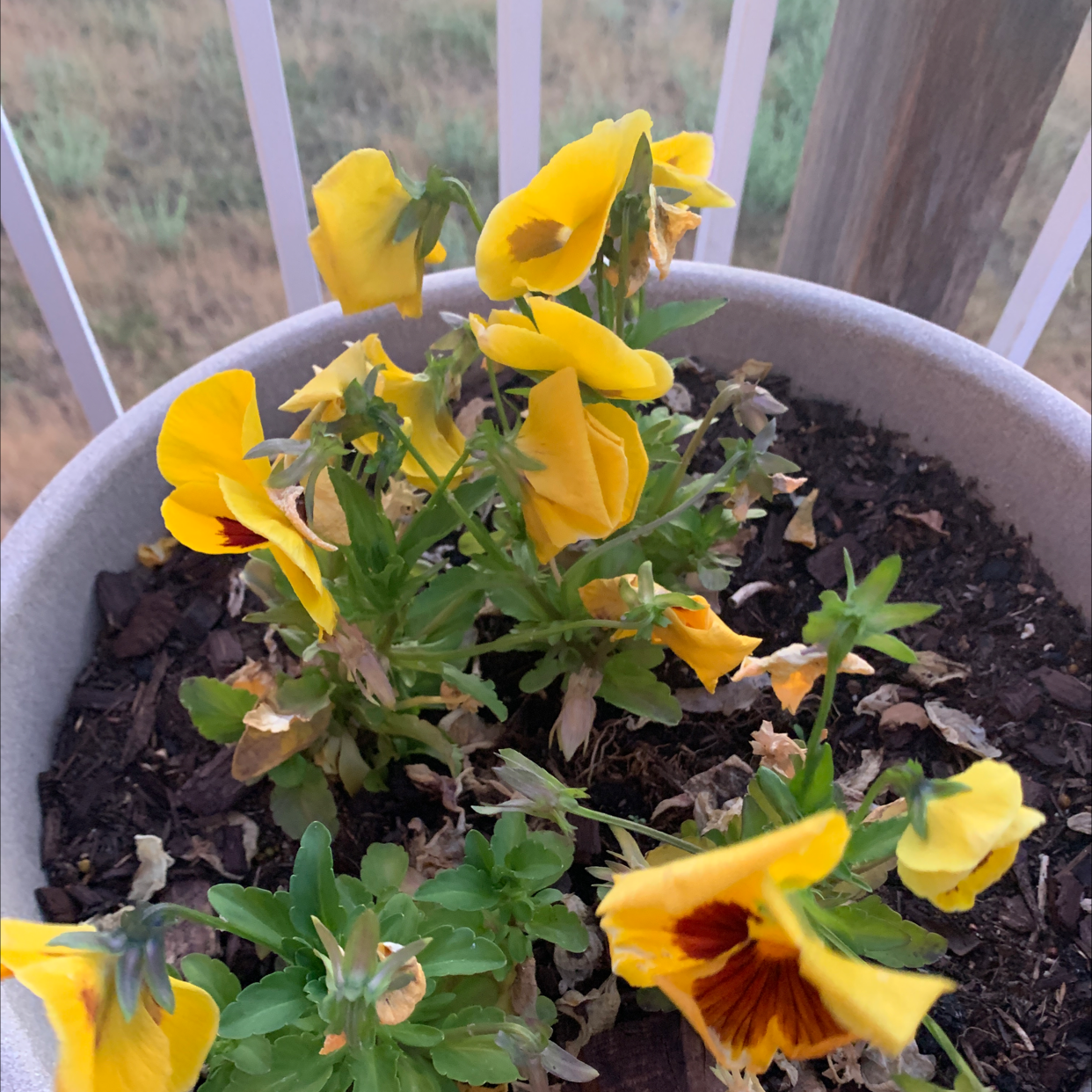 Potted Wild Pansy with yellow flowers, some wilting or damaged.