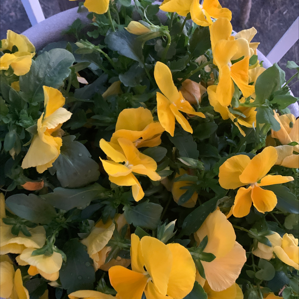 Image of a healthy Wild Pansy plant with numerous yellow flowers.