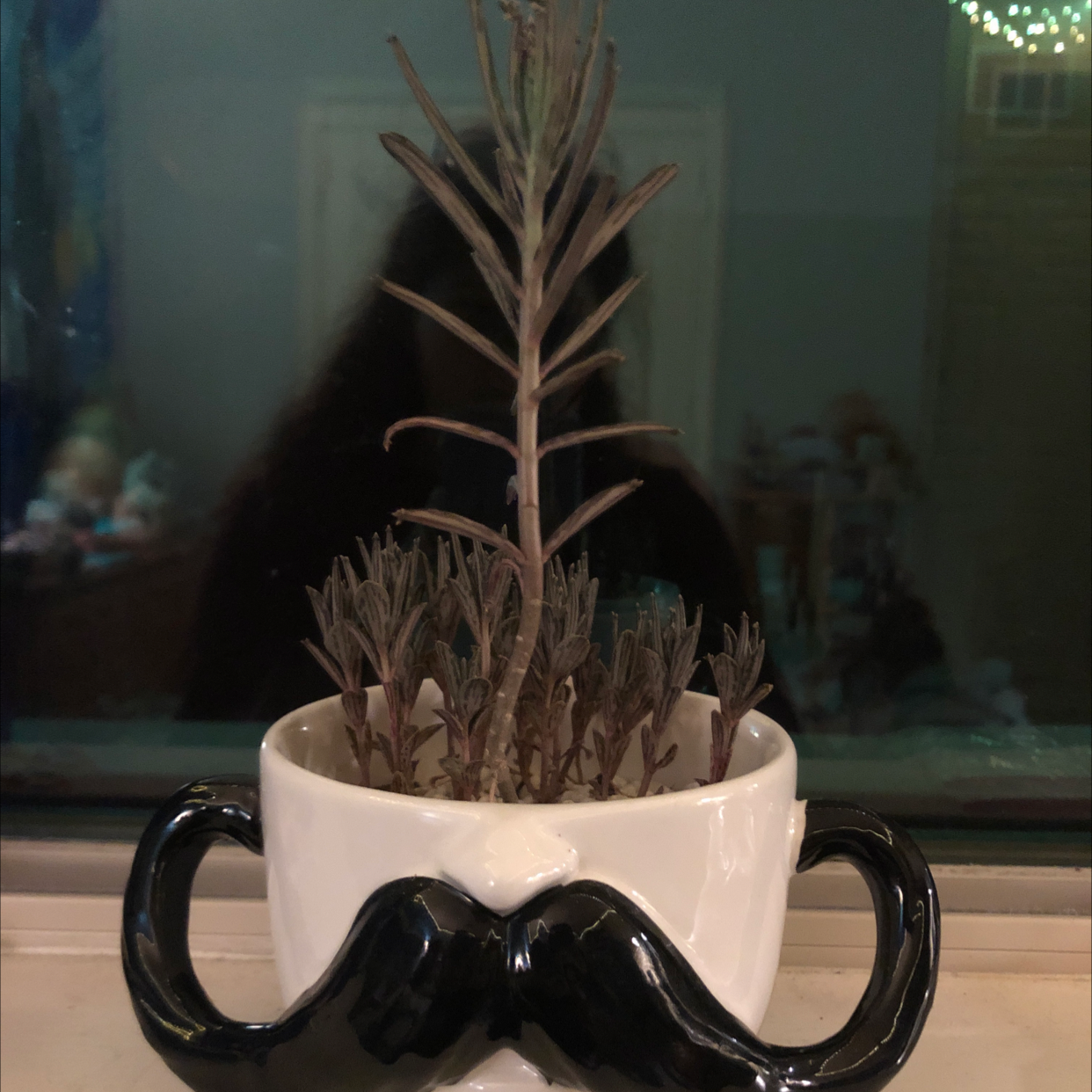 Close-up of a healthy Kalanchoe daigremontiana succulent plant with symmetrical spear-shaped leaves growing in a white ceramic mug.