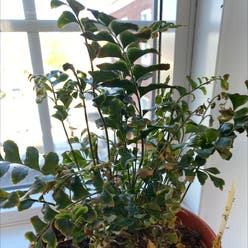 Mahogany Fern plant