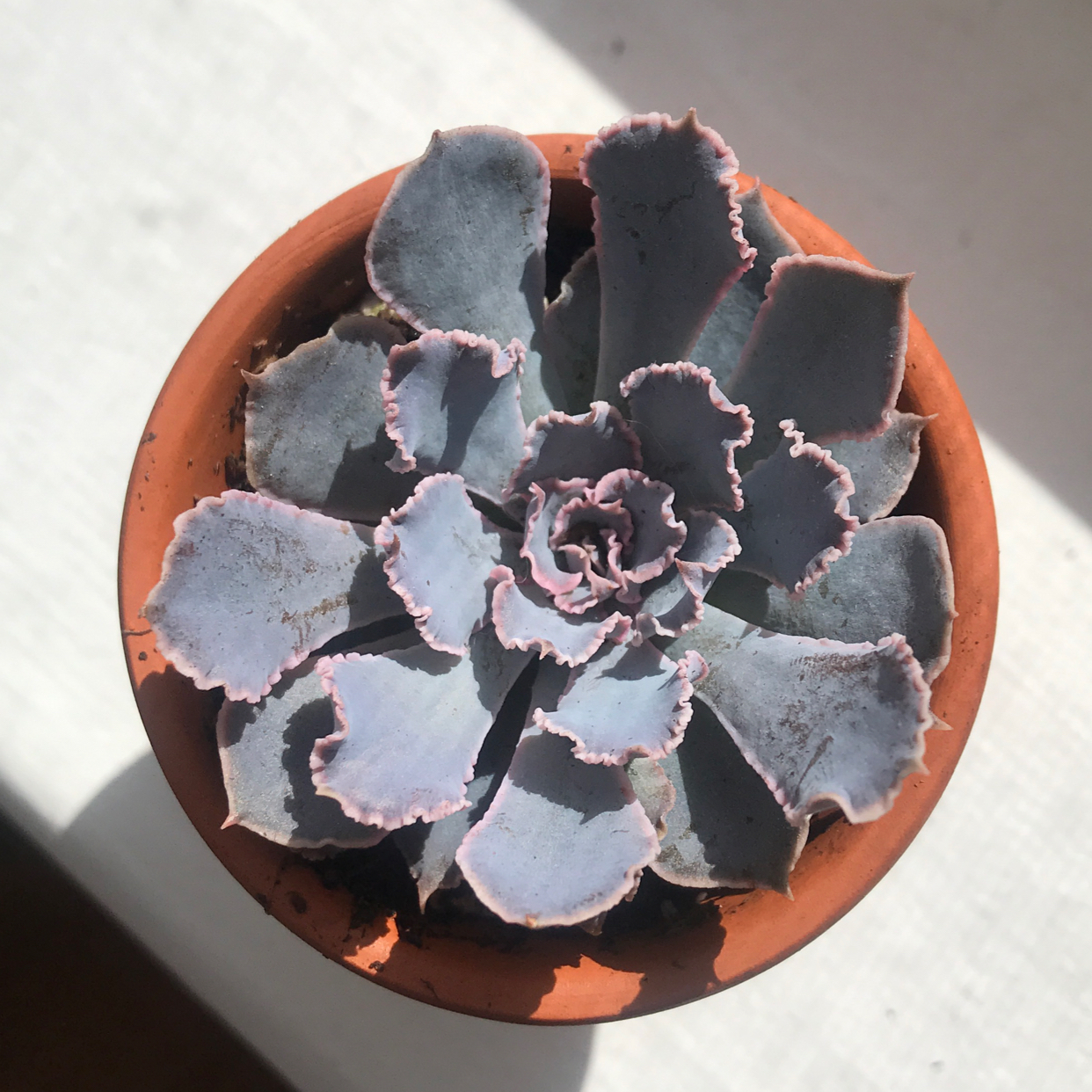 Photo of the plant species Echeveria Gibbiflora by @joob named lechuga on Greg, the plant care app