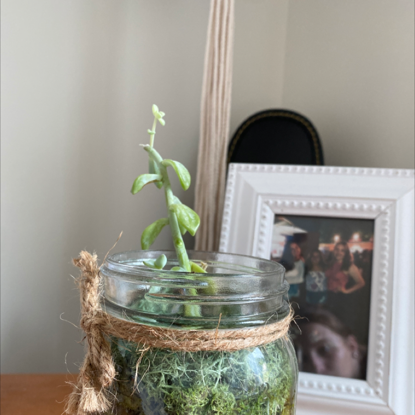 Crassula rupestris plant in a glass jar with moss, appears healthy.
