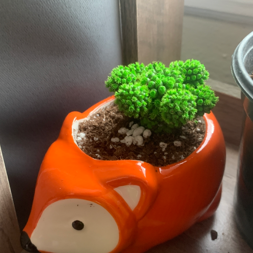 Spiny Pincushion Cactus in a decorative fox-shaped pot with visible soil.