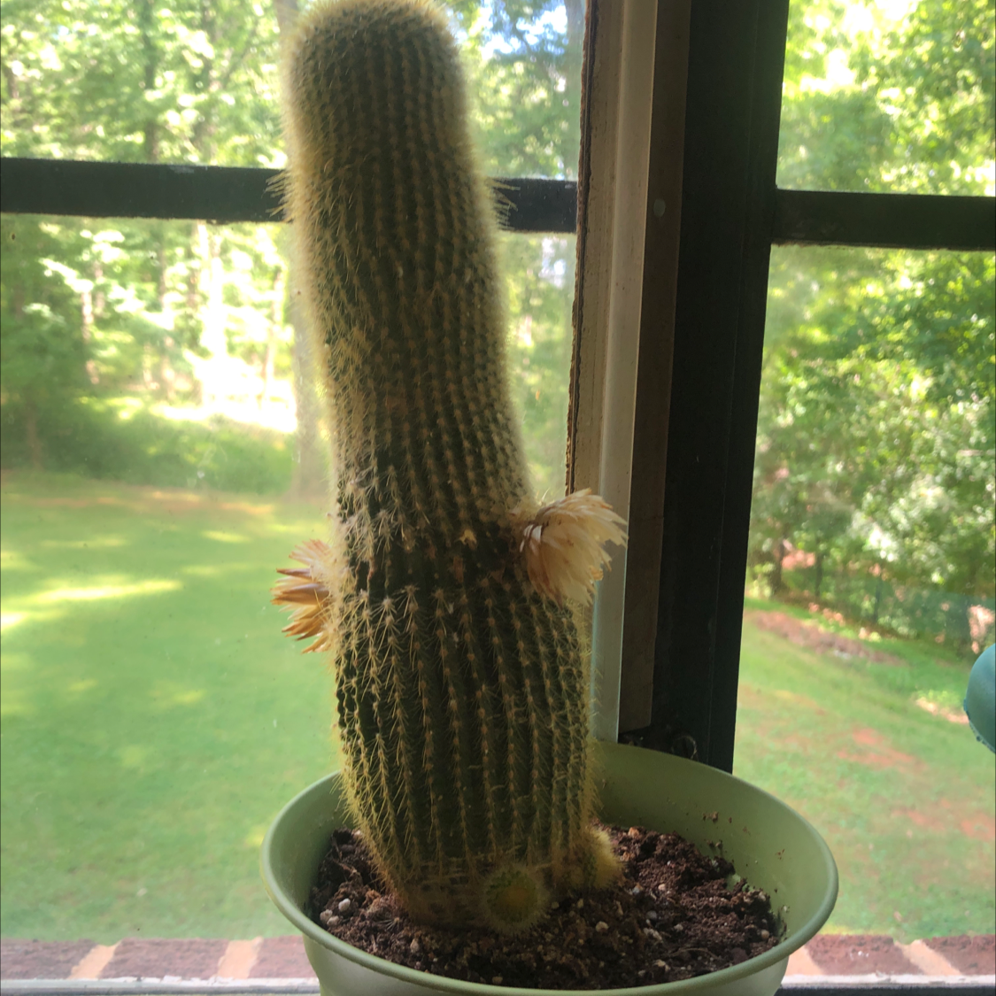 Cephalocereus polylophus cactus in a pot on a windowsill, healthy and well-framed.