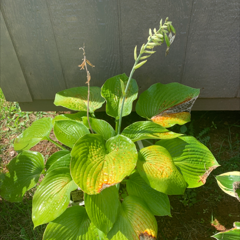 Siebold's Plantain Lily with yellowing and browning leaves, indicating potential health issues.