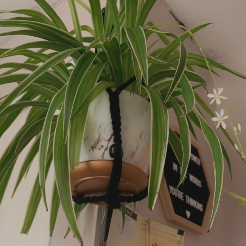 Spider Plant plant photo by @silverlinings named Your plant on Greg, the plant care app.