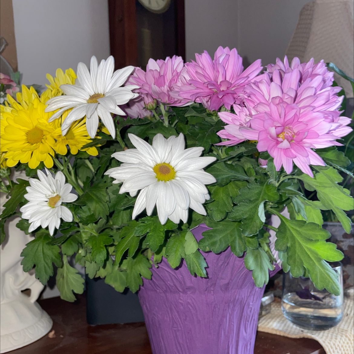 Chrysanthemum plant with vibrant white, yellow, and pink flowers in a purple pot.