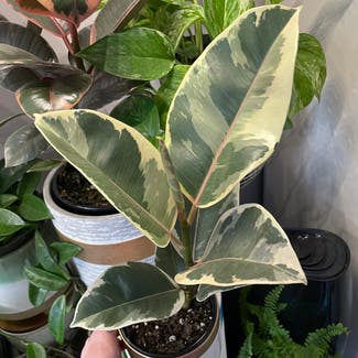 Variegated Rubber Tree plant in Angus, Ontario