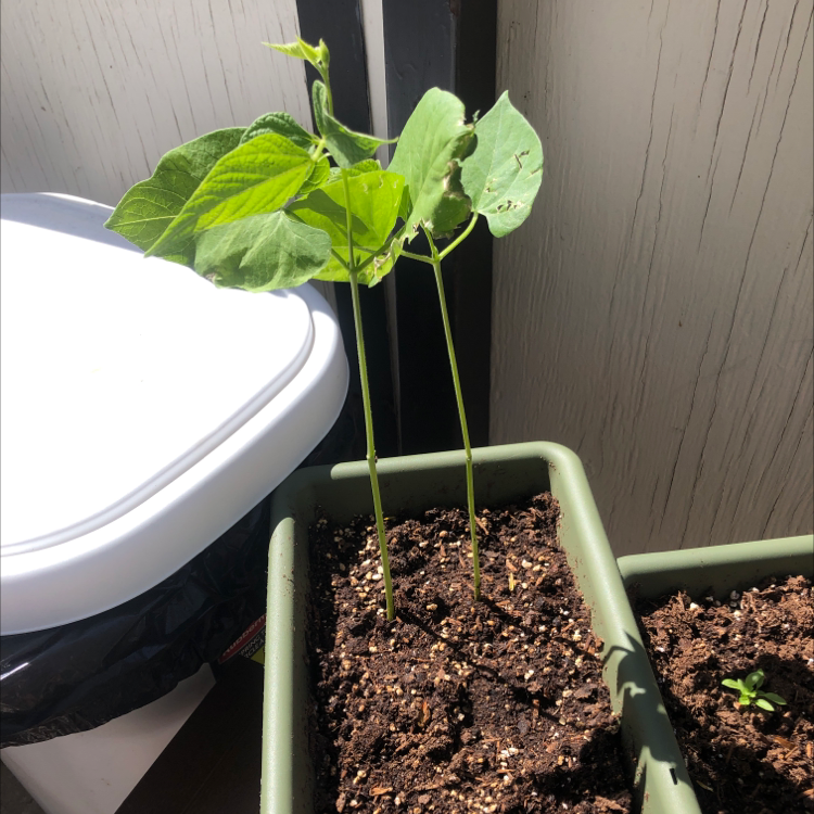 Young Common Bean plant in a rectangular planter with healthy green leaves and visible soil.