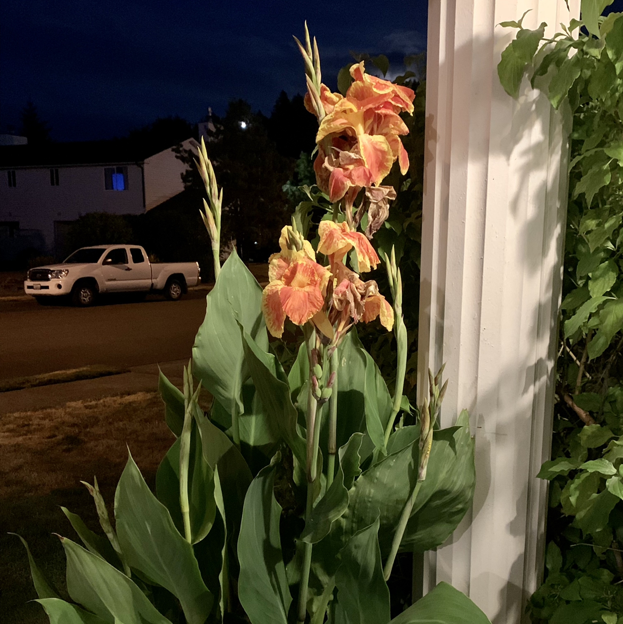 Photo of the plant species Canna Lily by @HeartyRhombus named Lillian on Greg, the plant care app