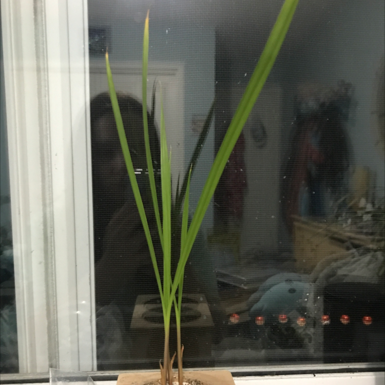 Potted Lemon Grass plant with long, slender green leaves, placed near a window.