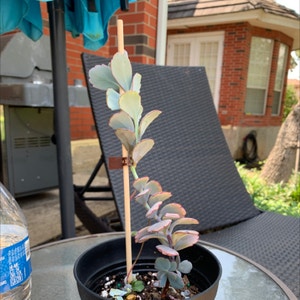 Kalanchoe Aurora Borealis plant photo by Caley named Lavender on Greg, the plant care app.