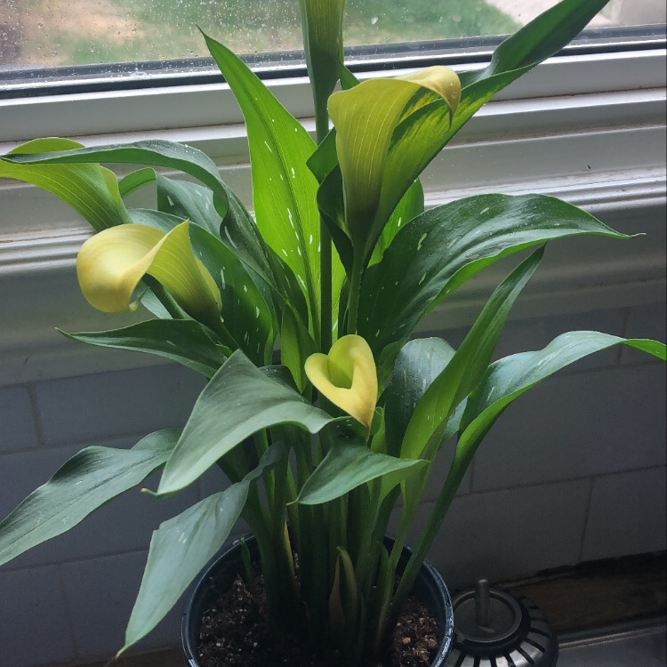 Photo of the plant species Calla Lily by @deathbycinnamon named Cali (she/they) on Greg, the plant care app