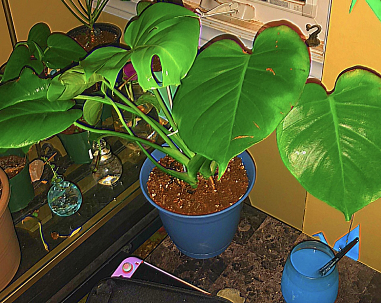 Monstera plant photo by @deathbycinnamon named Genie(she/her) on Greg, the plant care app.