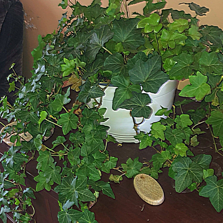 English Ivy plant photo by @deathbycinnamon named Lola (she/her) on Greg, the plant care app.