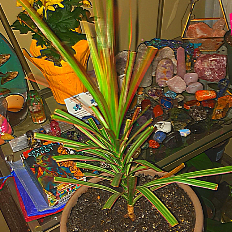 Spider Plant plant photo by @deathbycinnamon named Jellybean(he/they) on Greg, the plant care app.