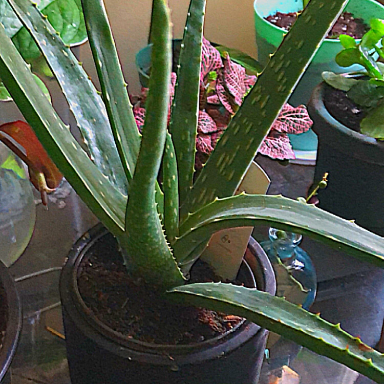 Aloe vera plant photo by @deathbycinnamon named Xain (he/him) on Greg, the plant care app.