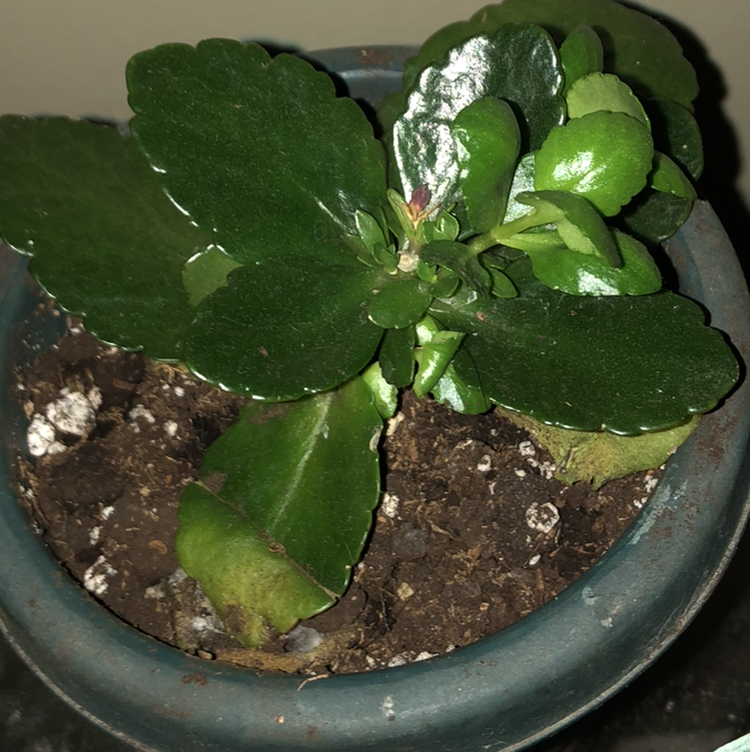 Florist Kalanchoe plant photo by @deathbycinnamon named Shawn(he/him) on Greg, the plant care app.