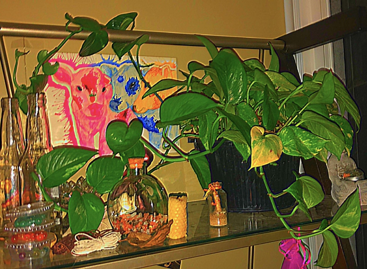 Taro Vine plant photo by @deathbycinnamon named Dine (he/him) on Greg, the plant care app.
