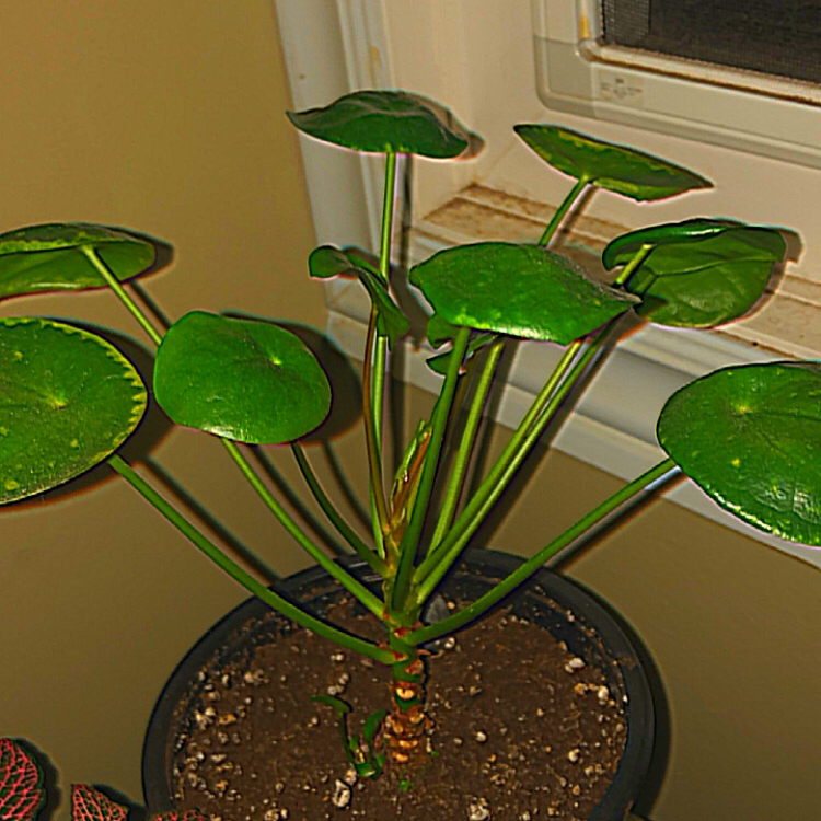 Chinese Money Plant plant photo by @deathbycinnamon named Leith(he/him) on Greg, the plant care app.