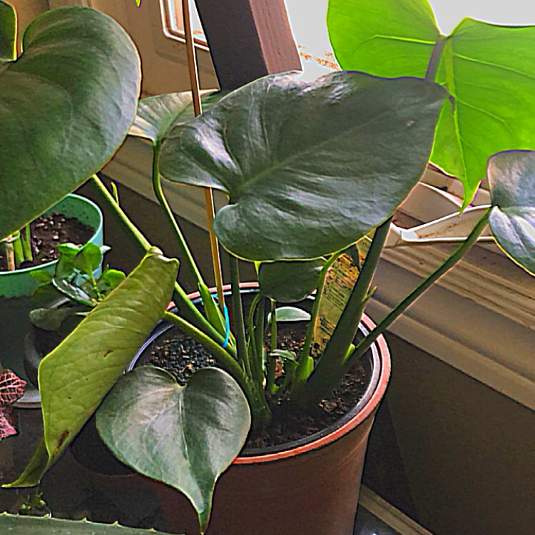 Monstera plant photo by @deathbycinnamon named Tate(she/her) on Greg, the plant care app.