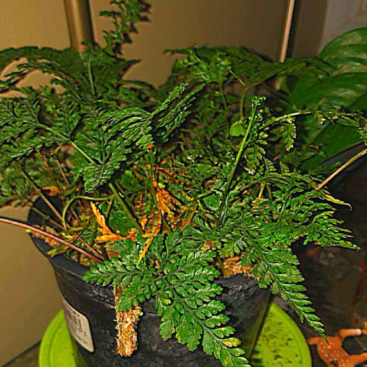 Rabbit's Foot Fern plant photo by @deathbycinnamon named Fuzzy(they/them) on Greg, the plant care app.