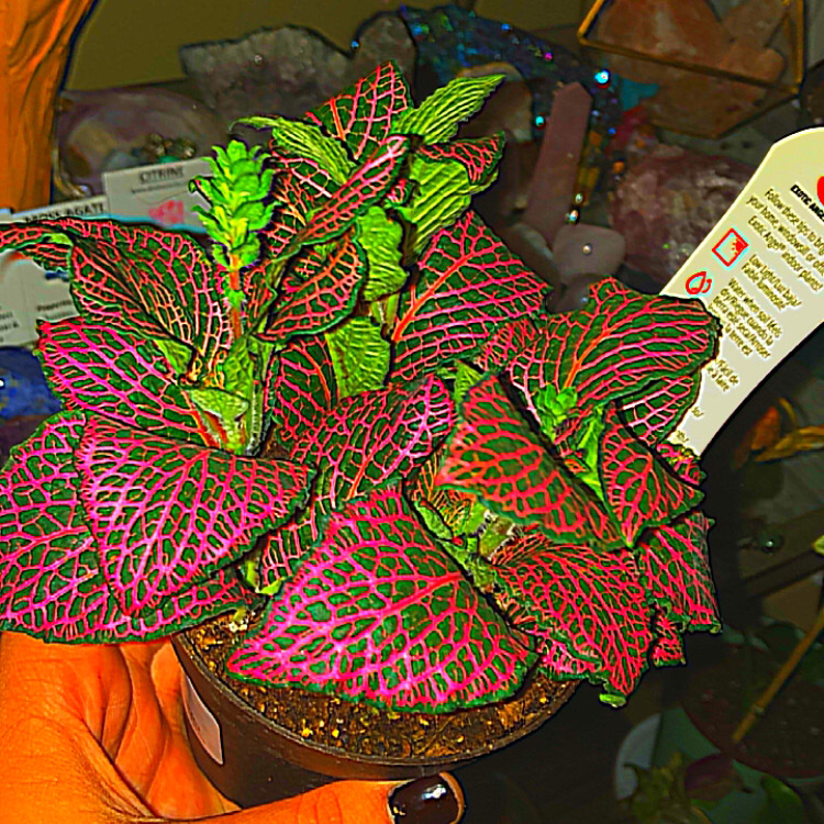 Nerve Plant plant photo by @deathbycinnamon named Aura (she/her) on Greg, the plant care app.